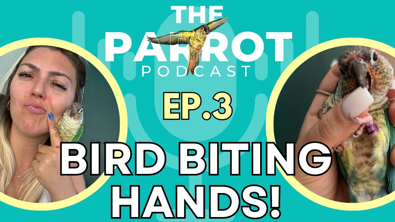 🎙️Parrot Finger Hand Biting What to do if my bird is biting my hands