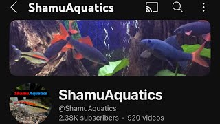 Sunday With Shamu Aquatics