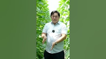 P1 - Mô hình trồng dưa lưới trên sân thượng | Ninh Nguyễn Official #shorts