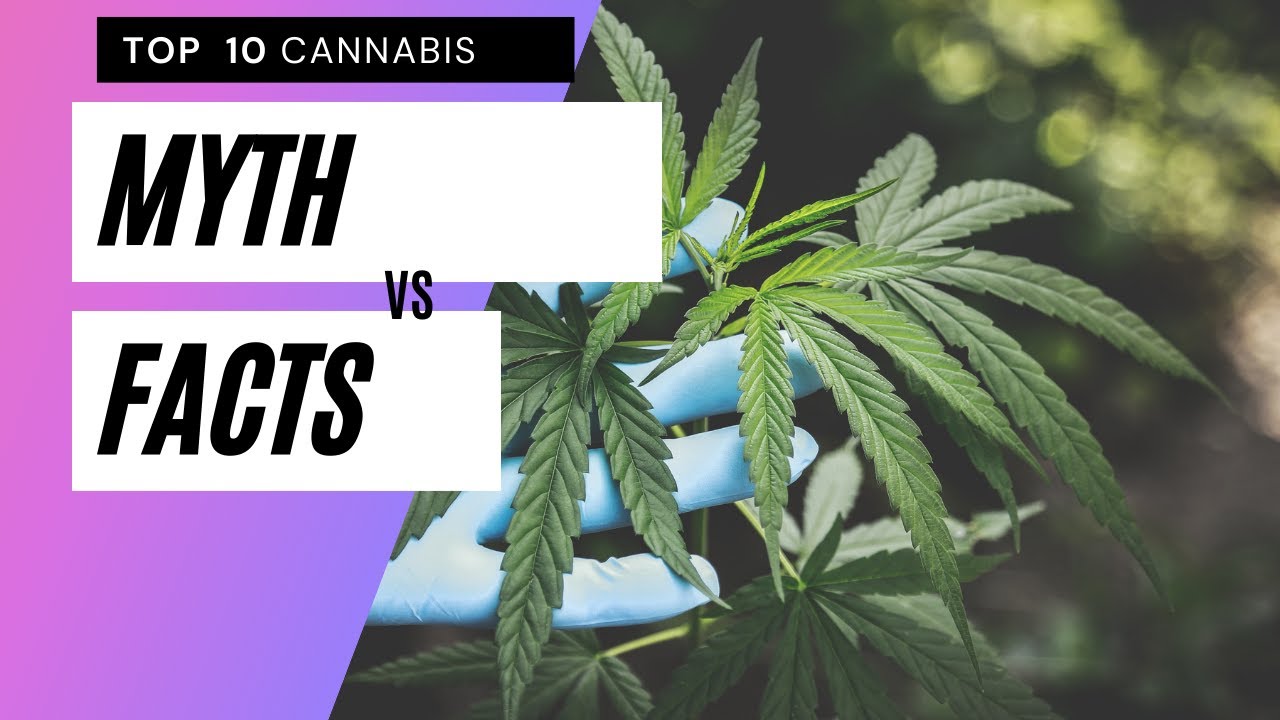Top 10 Facts vs Myth about Cannabis