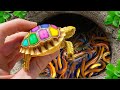 Amazing Catch Baby Turtles In Giant Colorful Eggs, Goldfish, Carp, Catfish, Dragon Guppy, Angelfish