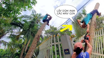 VUA KHỈ MIỀN TÂY LEO CƯA CÂY DỪA NGHIÊNG VÀO VƯỜN KIỂNG CÓ DÂY ĐIỆN PHÍA DƯỚI