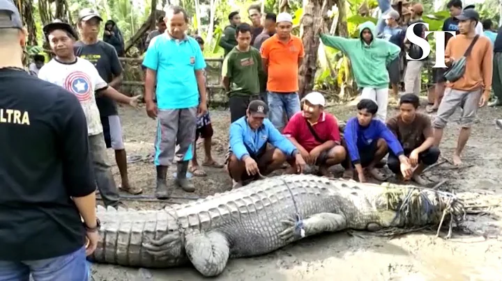 Indonesian villager catches 4.3-metre crocodile using a rope - DayDayNews