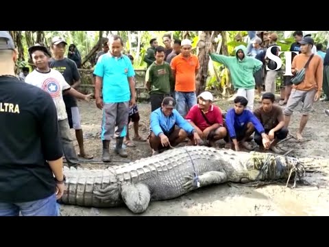 Indonesian villager catches 4.3-metre crocodile using a rope