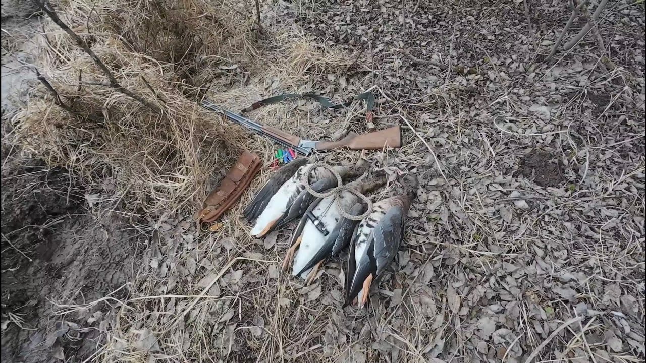 Охота на гусей (досадные промахи)