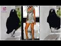 This crow&#39;s stylish walk can give a competition to a runway model | 3 Min News