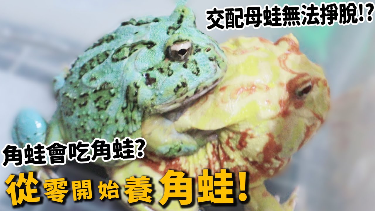從零開始養 角蛙 交配母蛙無法掙脫 角蛙居然吃角蛙 許伯簡芝 Youtube
