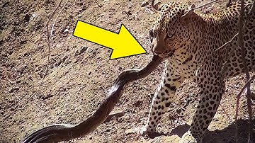 Leopard Attacks Python And The Battle Should Be On The Big Screen