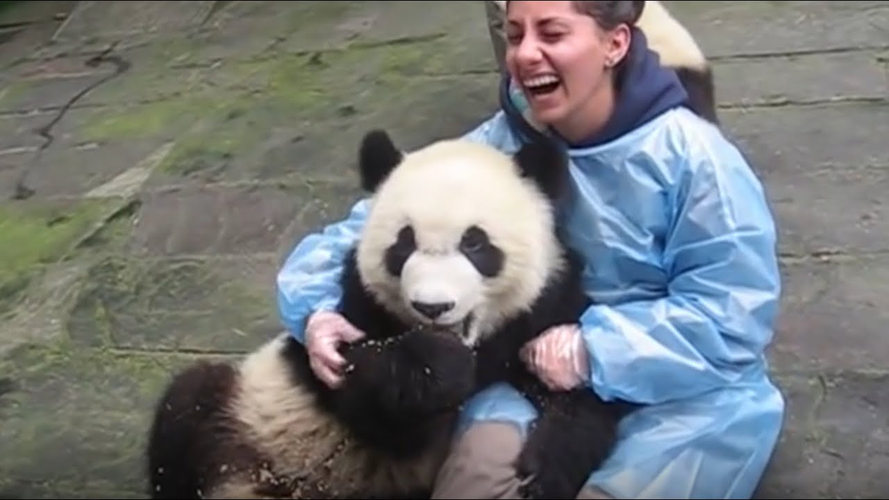 パンダの抱っこツアーの様子 もふもふのパンダまみれです Youtube