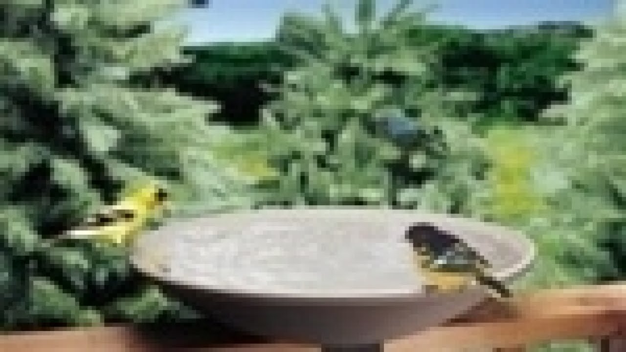 DENVERLITTLETON & S. DENVER The Top Birding Reviews Looking for Bird