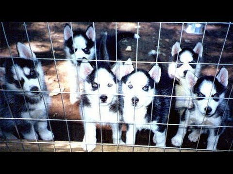 What is a Backyard Breeder? - YouTube