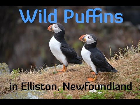 Video: Elliston-papegaaiduikers: Hoe Deze Geweldige Vogels In Newfoundland Te Zien
