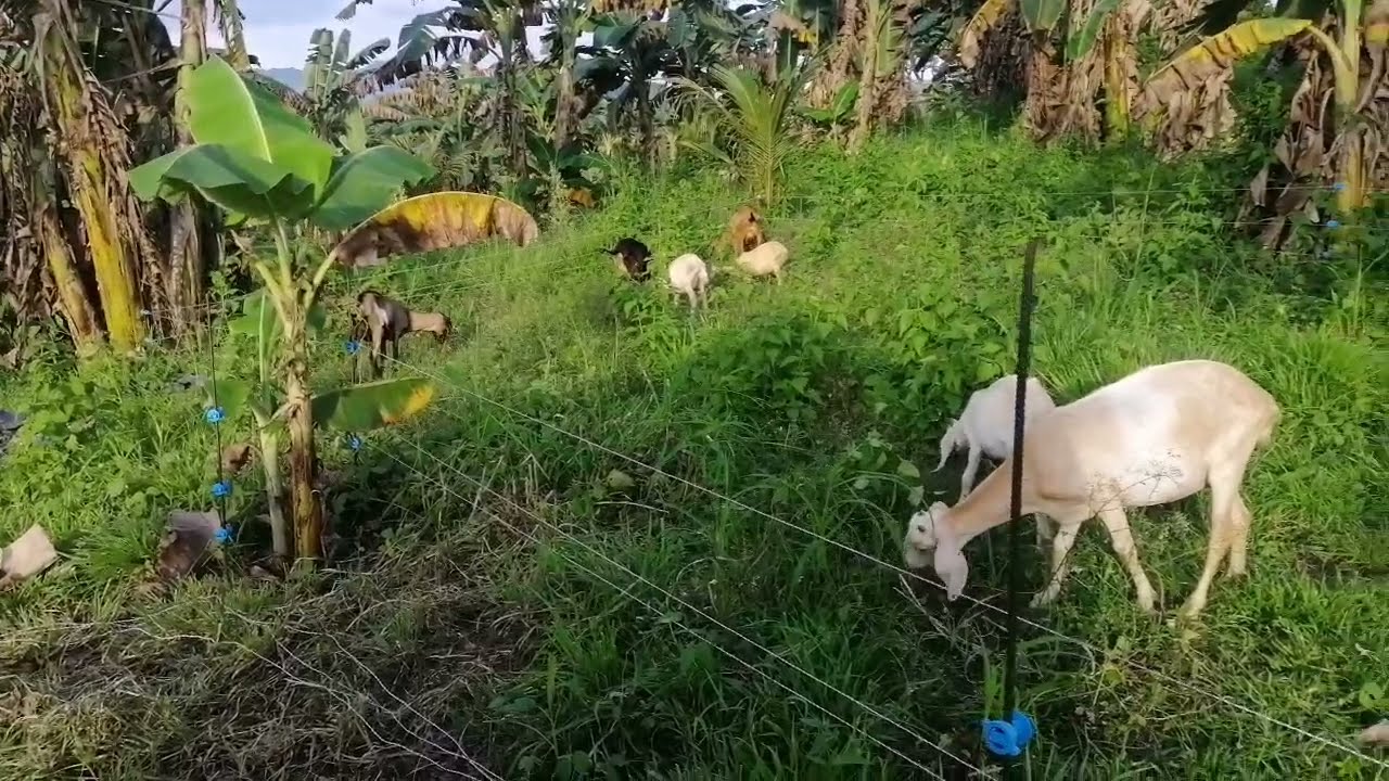 FREE Range Goat with Solar electric fence setup | Negosyong pwede sa OFW I kramnajTV