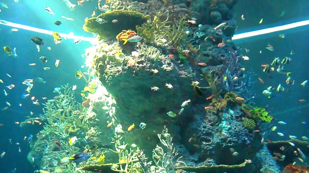 SEA Aquarium Singapore : Tall Vertical Fish Tank