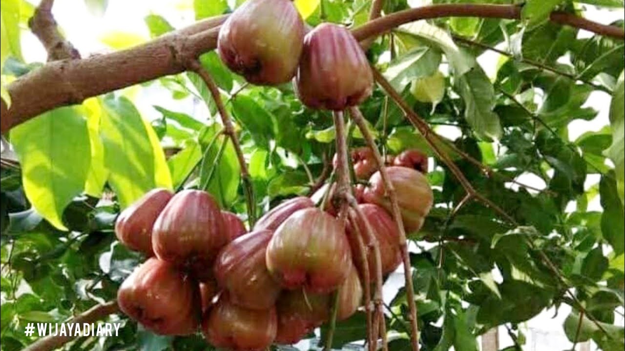 Эпизод 692. Водяное яблоко Демака