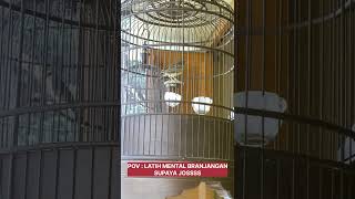BRANJANGAN FIGHTER, LATIH MENTAL #burung #branjangan #branjangangacor #branjanganjantan