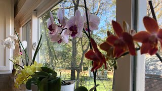Cuidados después de la floración Orquídeas phalaenopsis
