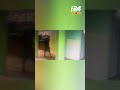 עם סכינים ומוטות ברזל: ארבעה נערים מואשמים במעורבות ברצח דסטאו צ'קול
