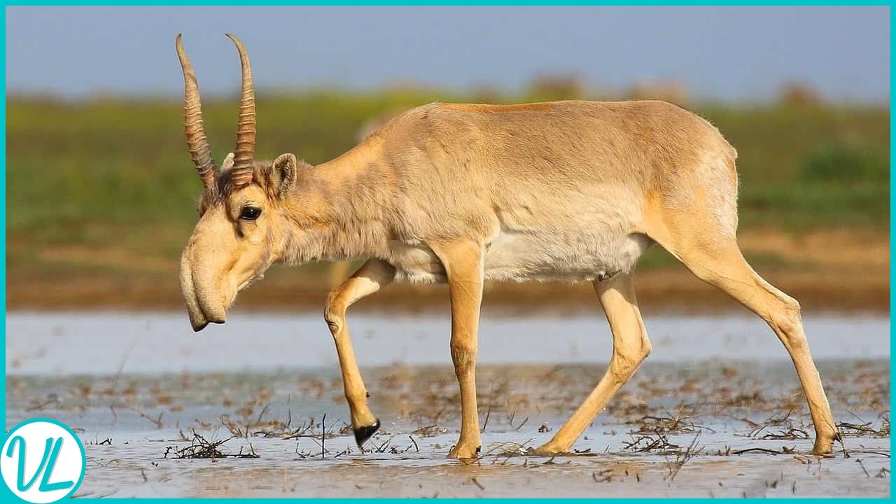 The Last Stand of the Saiga Antelope: Fighting Extinction