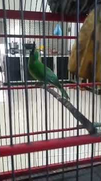 cucak ijo Sempu bodi cilik