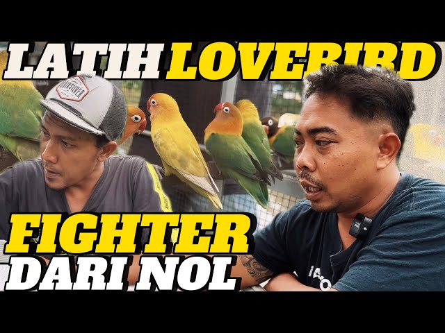 Seleksi Lovebird Betina Fighter RHN Salatiga class=