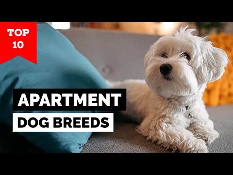 Video: De 10 mest missuppfattade hundraserna