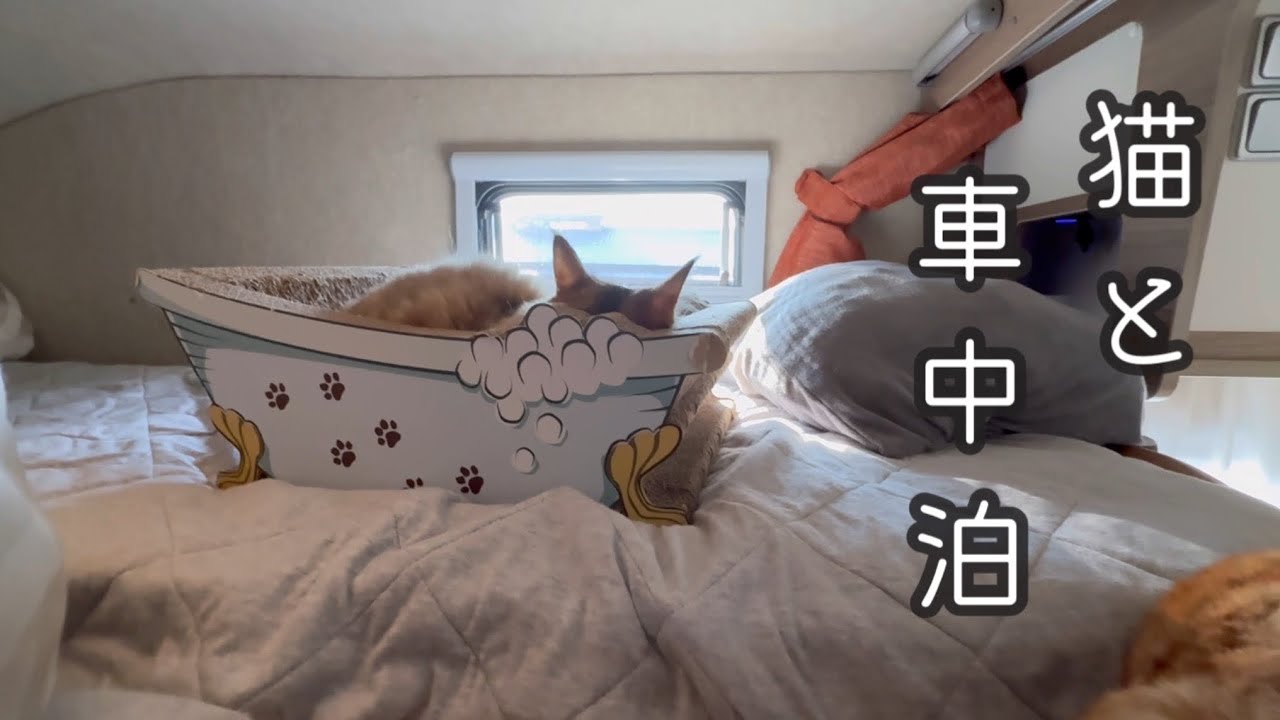 アラカン夫婦、感動と後悔⁉︎猫と行く気ままな車中泊旅