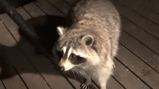 Early Friday Morning Raccoons