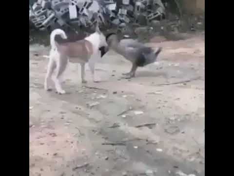 اضحك مع طرائف هزار الكلب مع دكر الوز