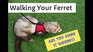 How to Make FerretWalking a SUCCESS!