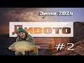 Риболов на шаран Адаптация 2024