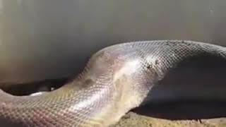 Video Que Te Asustara Todo