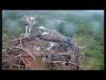 Llyn Clywedog Osprey Perch- Rybołowy - 5F &amp; Dylan-Nieodpowiedzialne zachowanie rodziców🐥🌹🍀🐥🌹🍀🥚🌹🍀