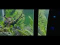 Fishes | iPhone 12 4k video test