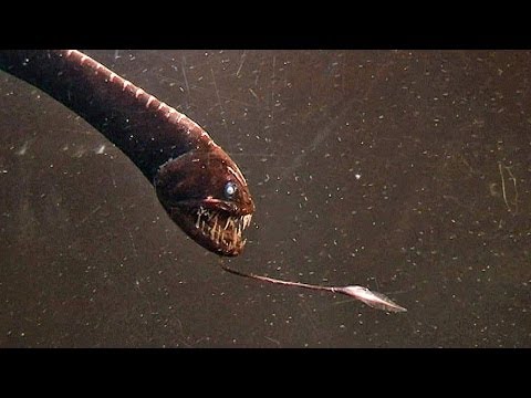 Dragon with massive teeth: the Deep Sea Dragonfish or Viperfish