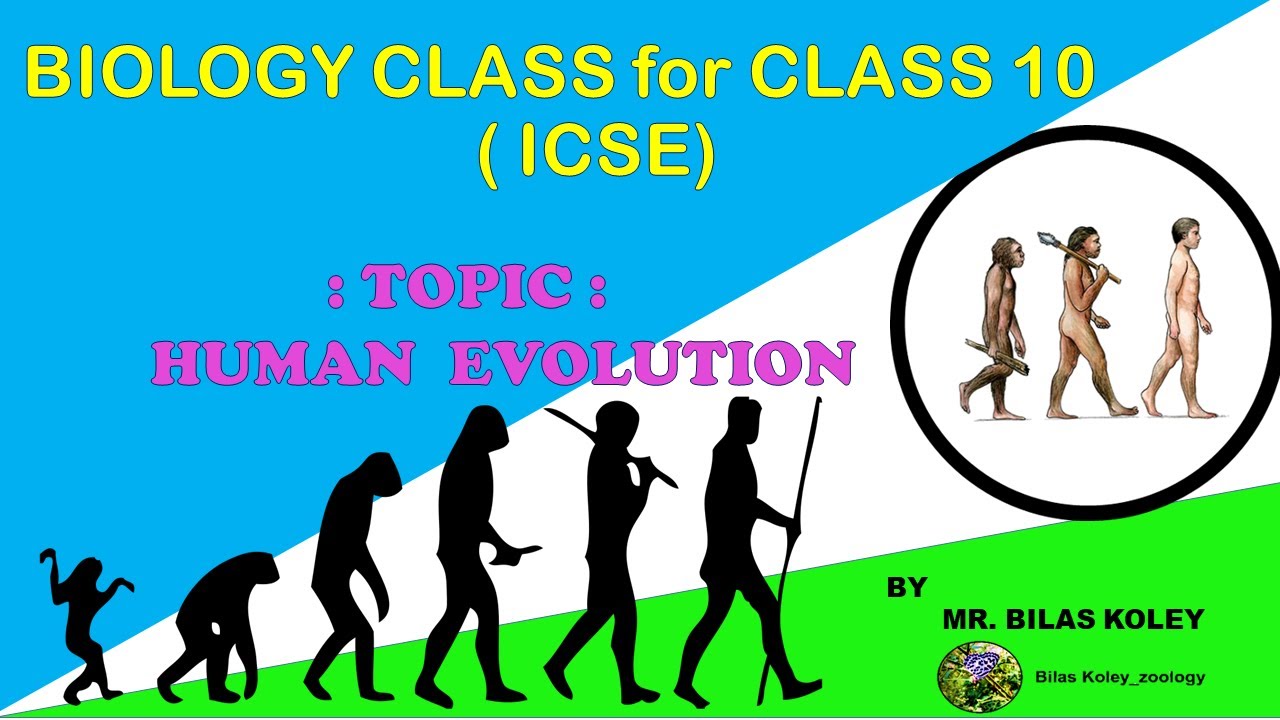 make a presentation on human evolution class 10