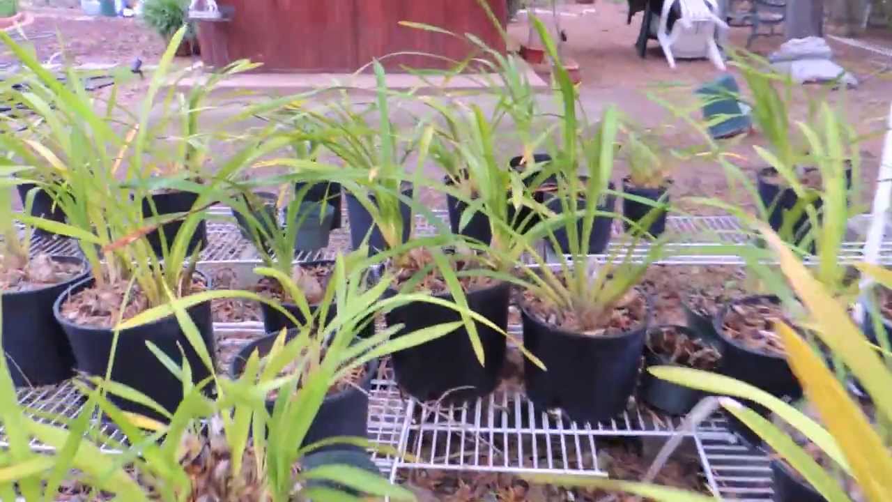 Orchids For Sale San Diego Cymbidiums Youtube,Electric Dryer Connection Vs Gas