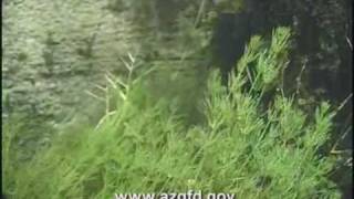 San Pedro River Conservation