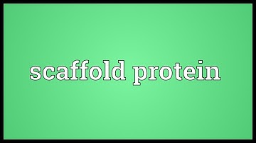 Scaffold protein Meaning