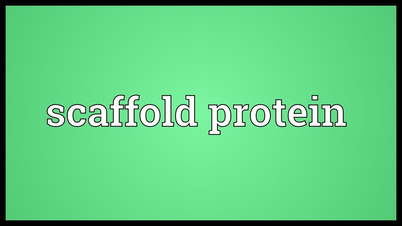 are protein scaffold organs a viable transplant option