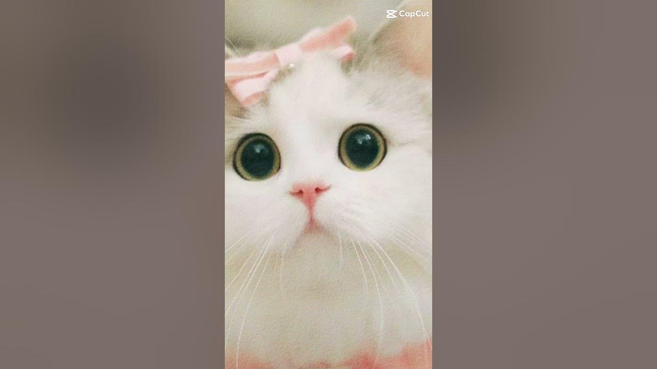 Милые котики🐱 - YouTube