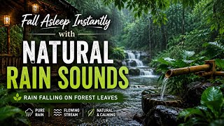 Fall Asleep Instantly with Natural Rain Sounds | Rain Falling on Forest Leaves screenshot 4