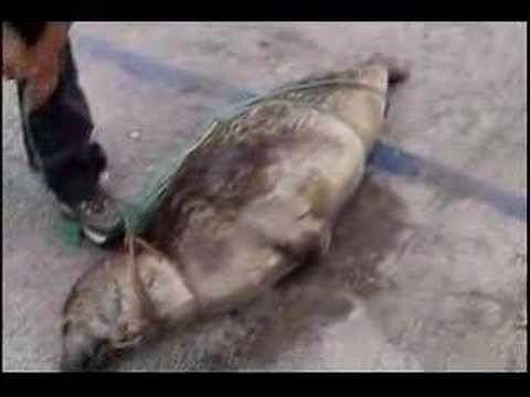 Boy finds dead seal