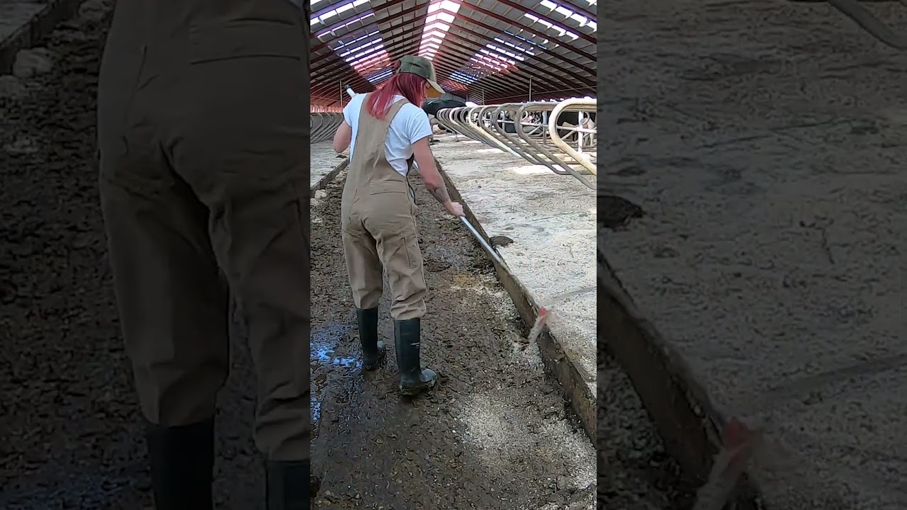 Pretty Girl with a Scraper Clean The Manure  