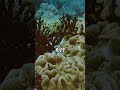 Unveiling the Wonders of the Great Barrier Reef!