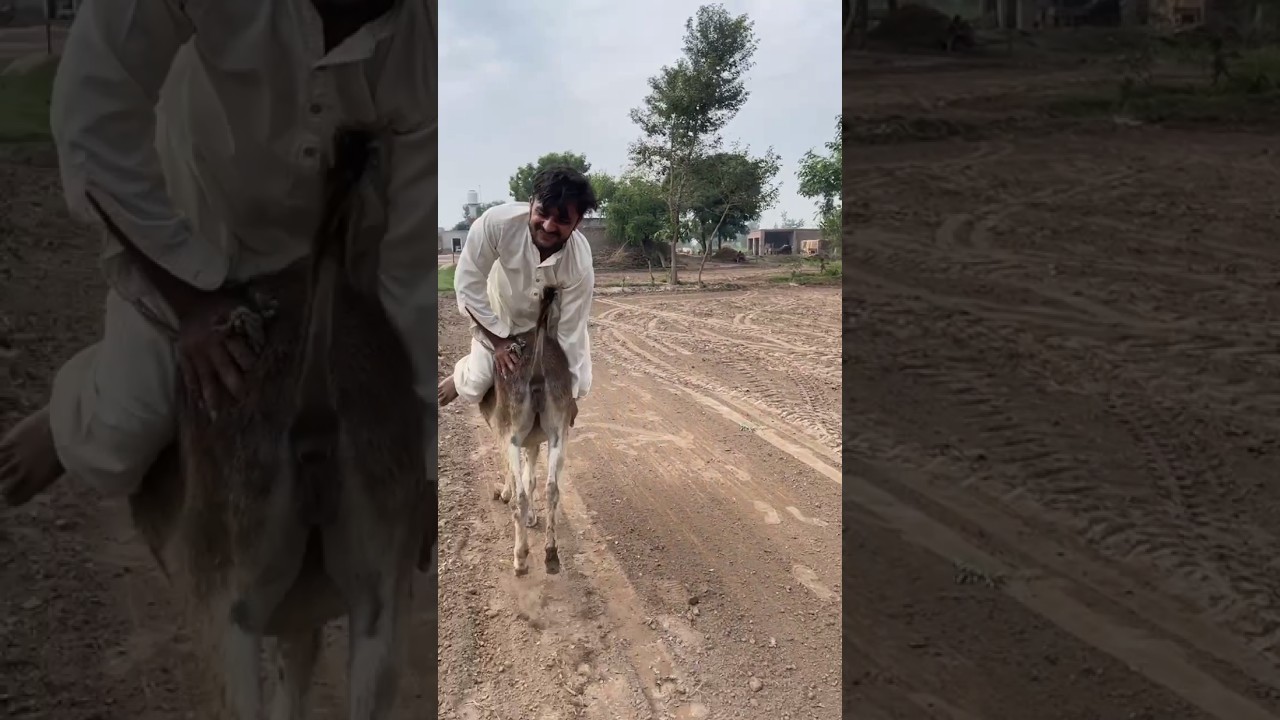 MATU POWER JET DONKEY 🐴 DRIVER 