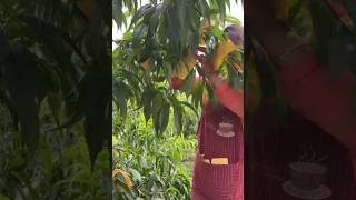 Managing a Peach Orchard A Day on the Farm LIVE July 28 2026