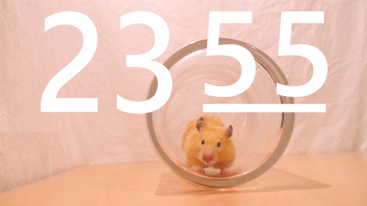 Eテレ】2355に出演したいハムスター - YouTube