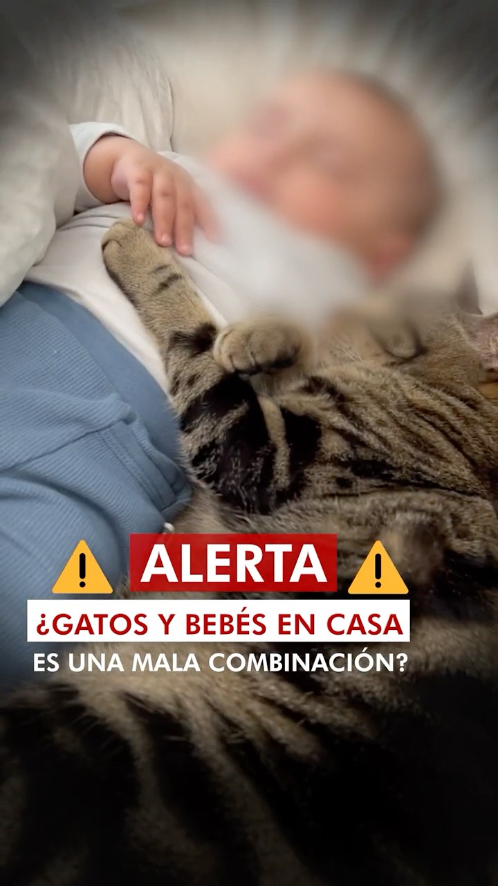 ¿Tu gato es una amenaza para tu bebé? @ParamédicoCarlosGuerrero