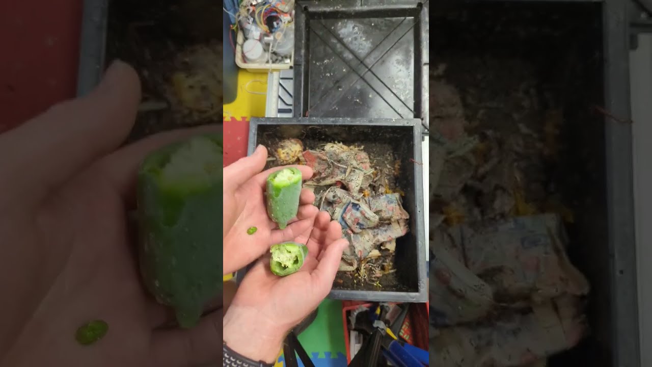 Feed the Worms Hot Peppers 🌶️🌶️🌶️- What Kind Should I Feed Them Next? 